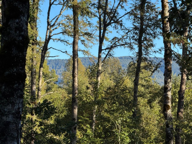 Fotografía de 2 Km de Villarrica Parcela Loteo Privado Bosque Seguridad
