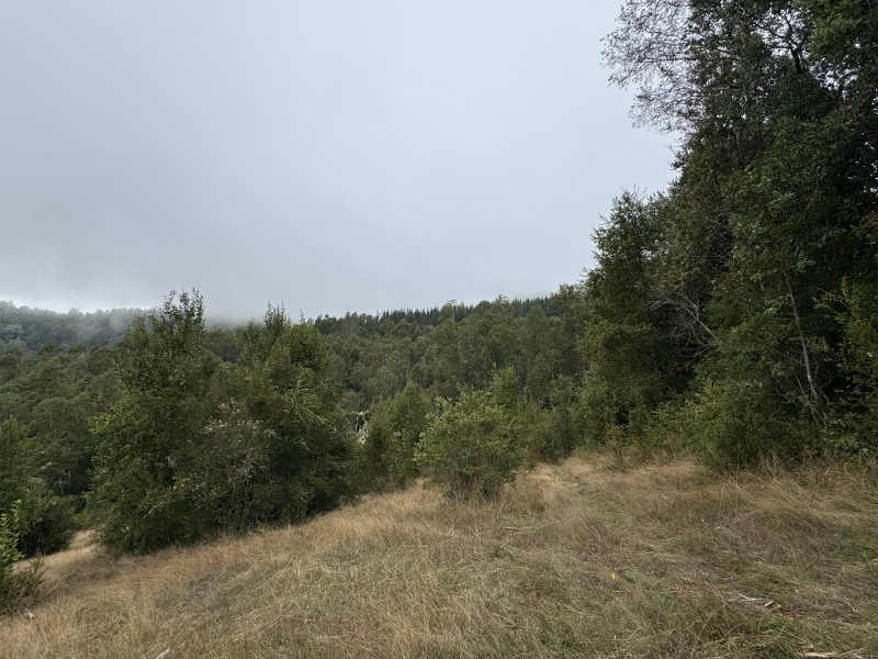 Campo de 23,7 Hectáreas Loncoche, Sector la Paz