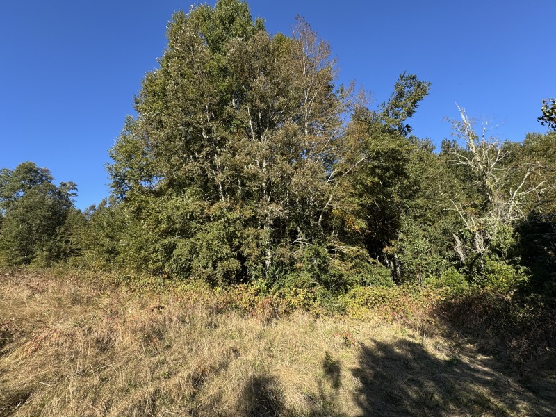 4 Hectáreas 5,5 Km Villarrica Camino Licán 1Km de Ripio