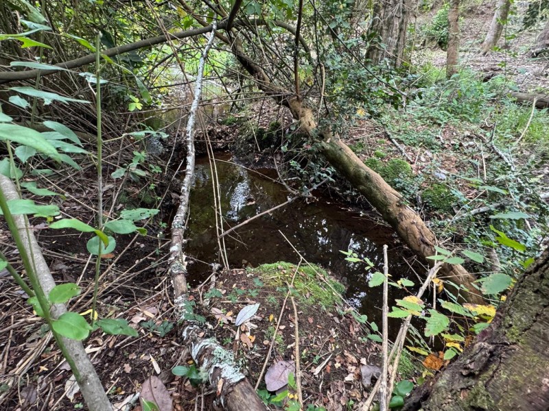 Parcela A 10 Minutos de Villarrica Con Electricidad y Agua.