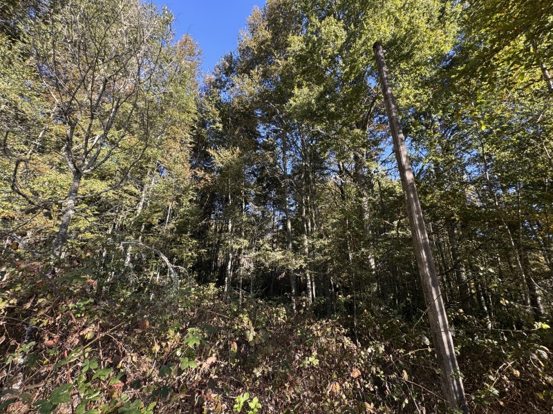 4 Hectáreas 5,5 Km Villarrica Camino Licán 1Km de Ripio