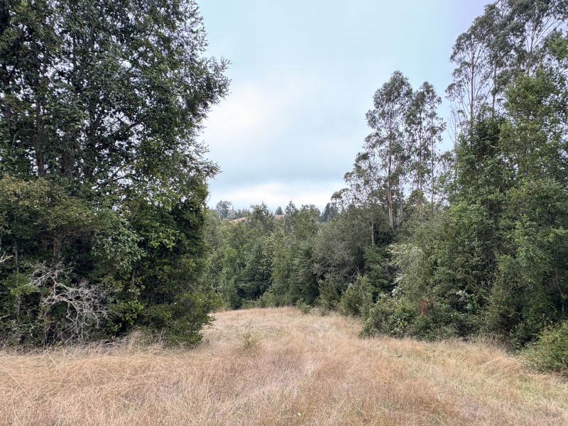 Campo de 23,7 Hectáreas Loncoche, Sector la Paz