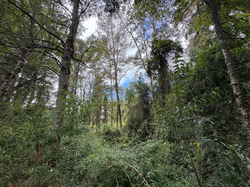 Parcela A 10 Minutos de Villarrica Con Electricidad y Agua.