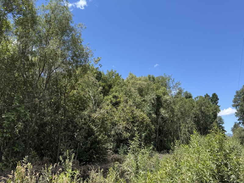5 Km Licán Ray 10.000M2 Orilla Camino Pino Huacho 200 M Ruta