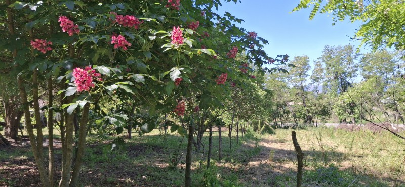 Campo de 4,47 Ha en Bajos de Lircay San Clemente