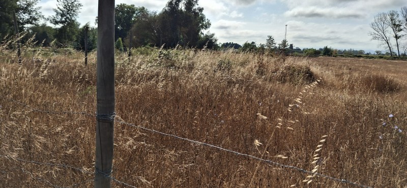 Terreno Agrícola en San Rafael ,provincia de Talca.