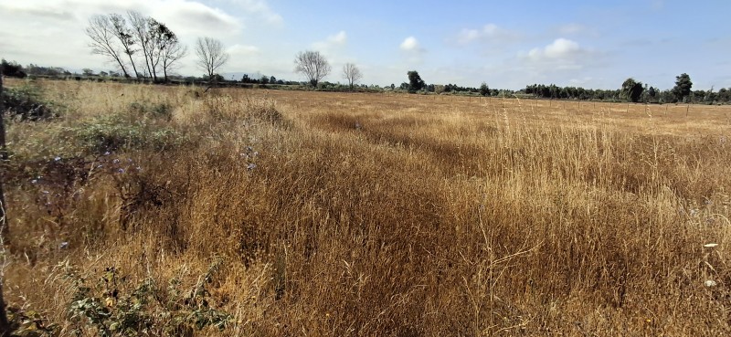 Terreno Agrícola en San Rafael ,provincia de Talca.