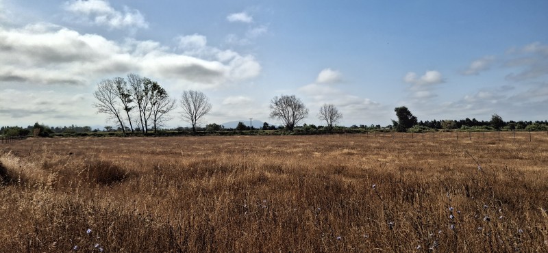 Fotografía de Terreno Agrícola en Comuna de San Rafael Séptima Región