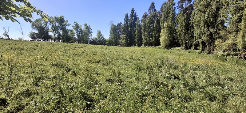 Campo de 4,47 Ha en Bajos de Lircay San Clemente