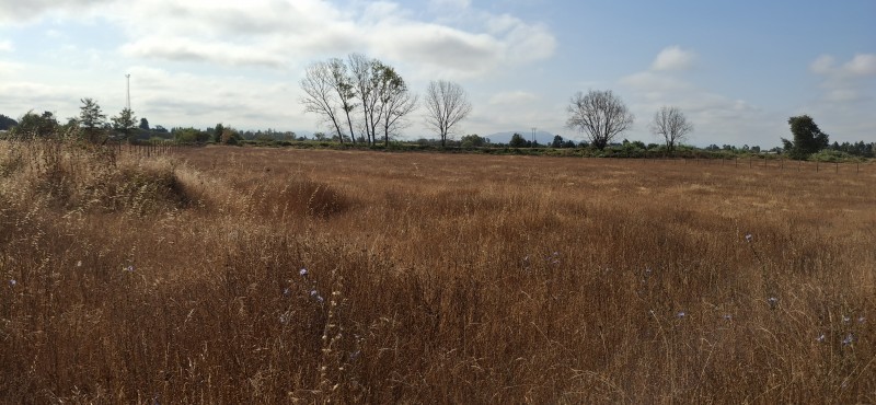 Terreno Agrícola en San Rafael ,provincia de Talca.