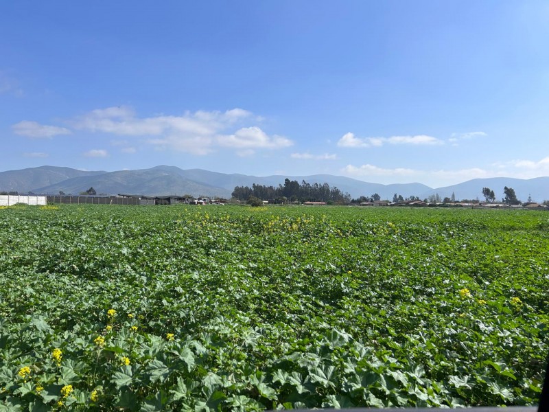 Parcelas en Venta Condominio Hacienda Santa Filomena