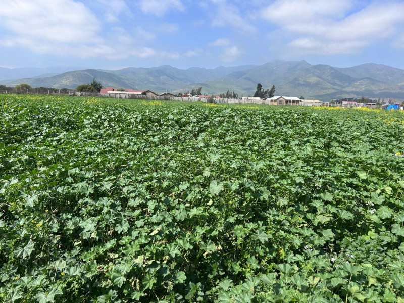 Parcelas en Venta Condominio Hacienda Santa Filomena