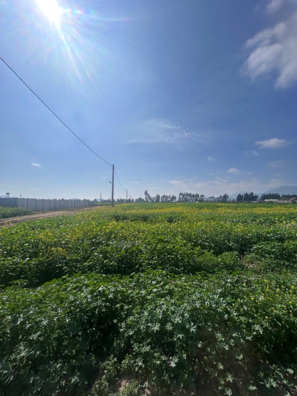 Parcelas en Venta Condominio Hacienda Santa Filomena