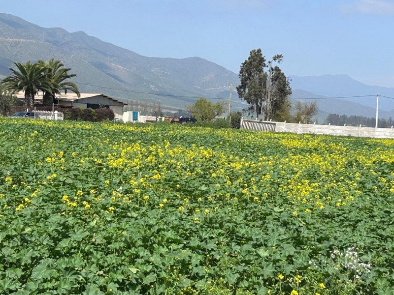 Parcelas en Venta Condominio Hacienda Santa Filomena