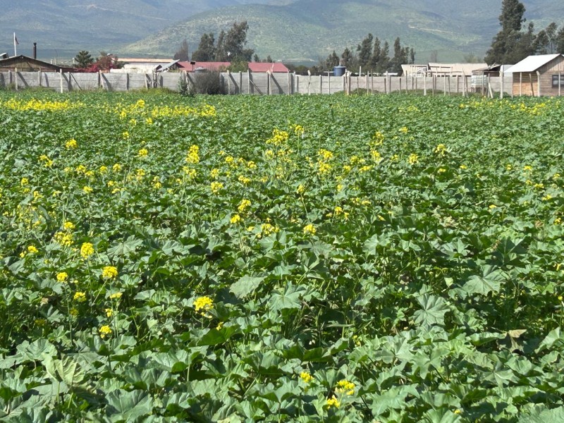 Parcelas en Venta Condominio Hacienda Santa Filomena