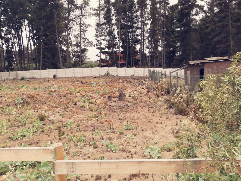 Terreno de 1500 Metros Calle Calafquen, los Pinos Reñaca