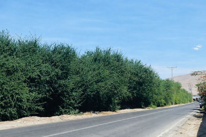 Venta Parcela 5.000 M² Kilómetro 6 Valle de Azapa, Arica