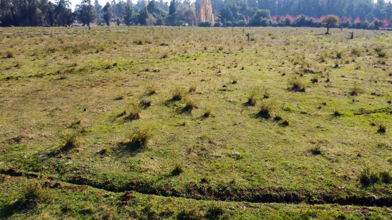 Vende Parcelas de 5000 M2 en Quinamavida Colbun