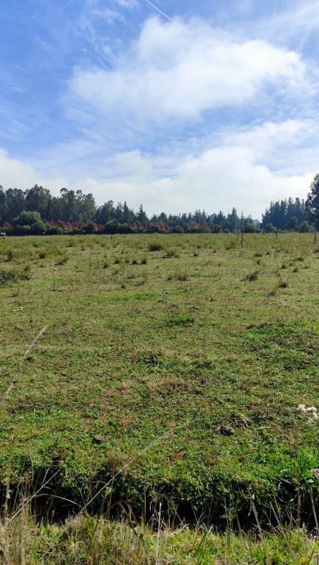 Vende Parcelas de 5000 M2 en Quinamavida Colbun