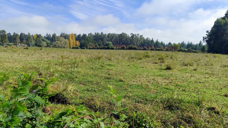 Vende Parcelas de 5000 M2 en Quinamavida Colbun