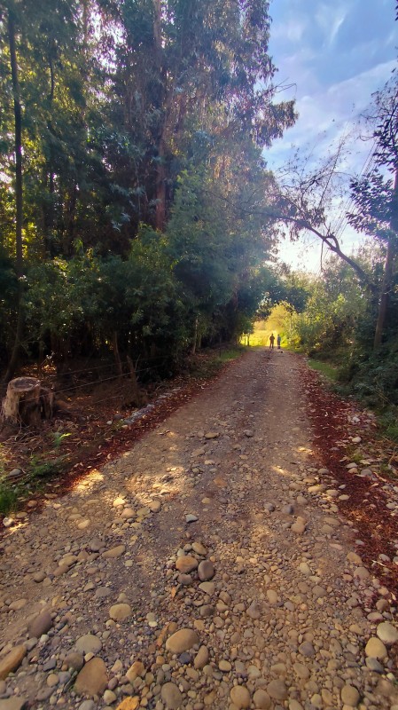 Vende Parcelas de 5000 M2 en Quinamavida Colbun