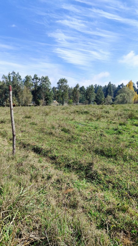 Vende Parcelas de 5000 M2 en Quinamavida Colbun