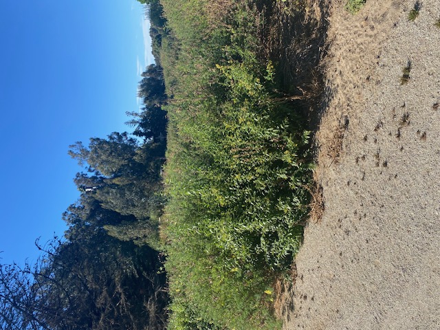 Terreno en Condominio, Ritoque, Impecable,