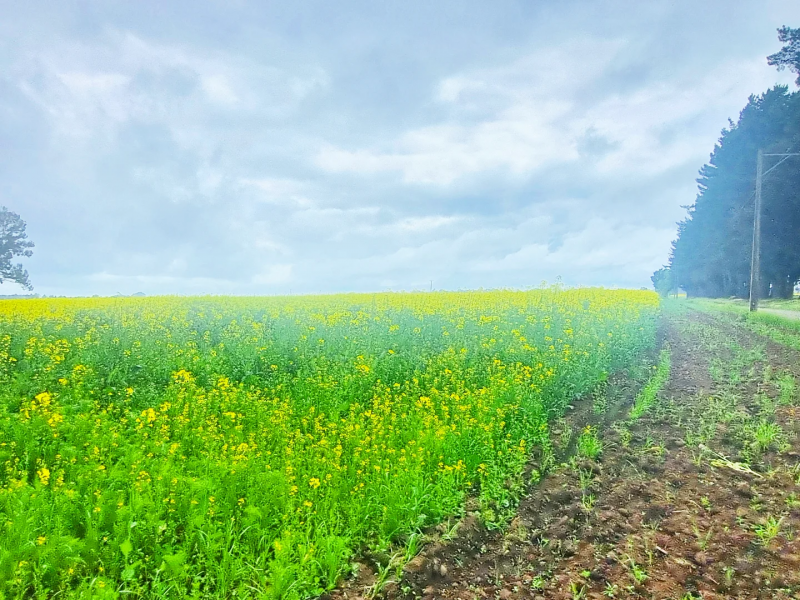 Venta de Campos en Victoria