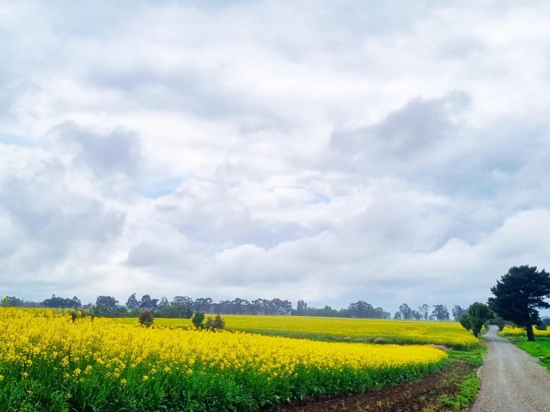 Venta de Campos en Victoria