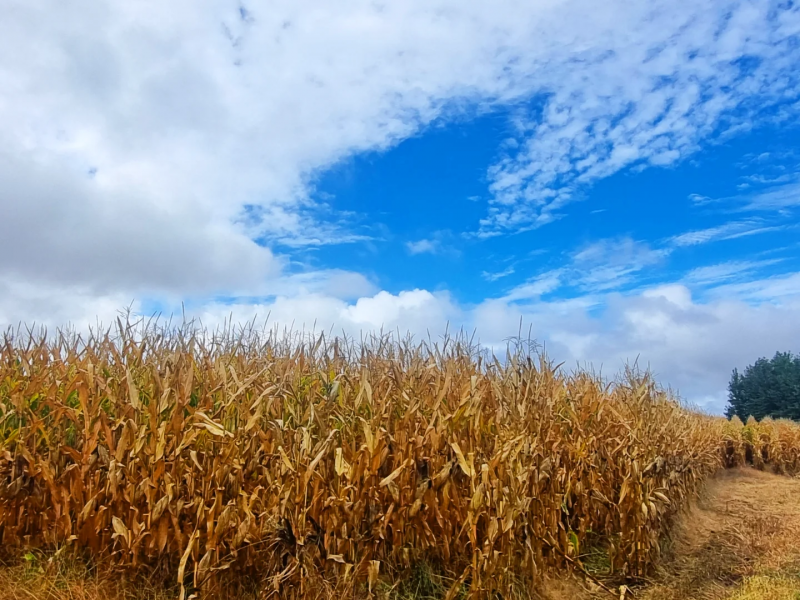 Venta de Terreno Agricola en Renaico