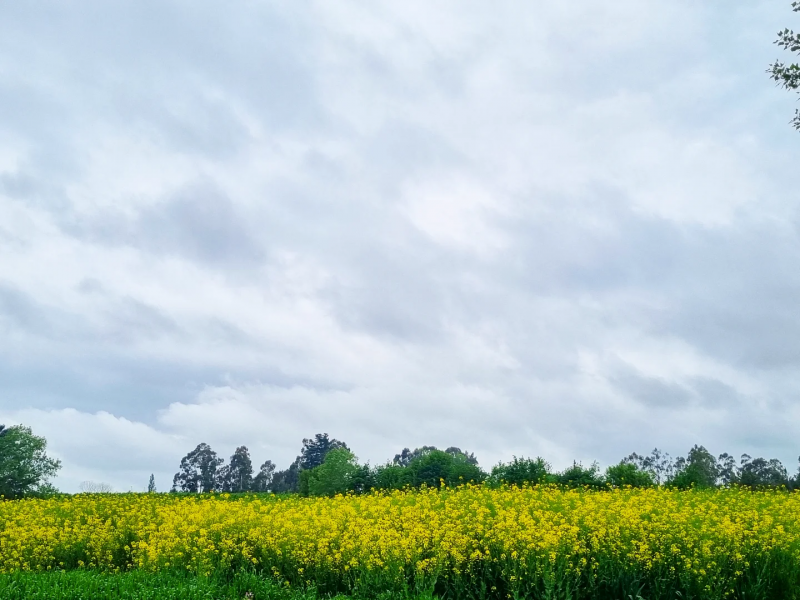Venta de Campos en Victoria