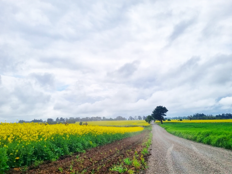 Venta de Campos en Victoria