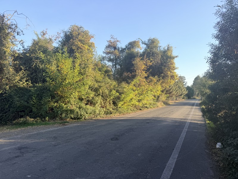 Vendo Terreno de 32 Hectareas en Longaví
