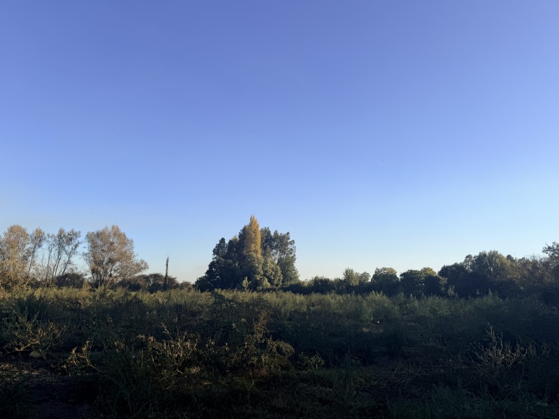 Vendo Terreno de 32 Hectareas en Longaví