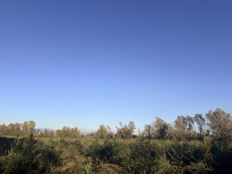 Vendo Terreno de 32 Hectareas en Longaví