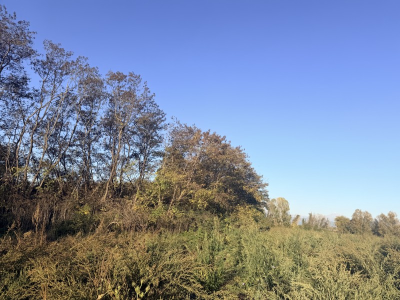 Vendo Terreno de 32 Hectareas en Longaví