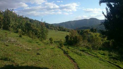 63,08 Has Sector Rinconada - Fresia $2.500.000 X Has.