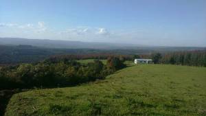 Excelente Campo Sector Rinconada, Comuna de Fresia 63 Has.