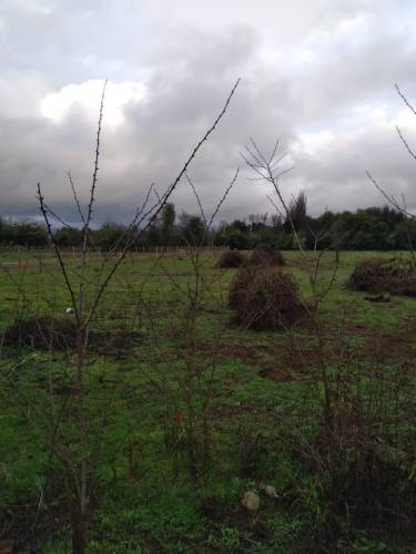 Parcela de 5.000.- Mts Camino Flor del Llano, Vara Gruesa