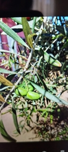 Fotografía de Mariana Carvajal